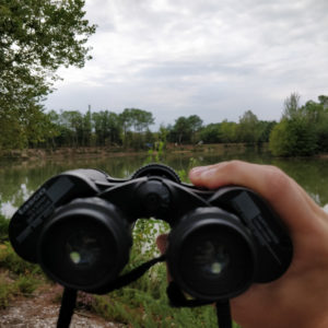 3 spots pour observer les oiseaux dans le Médoc