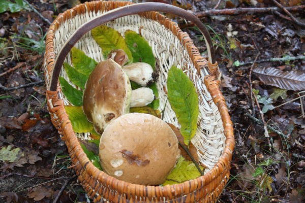 Cèpes Médoc Le Porge