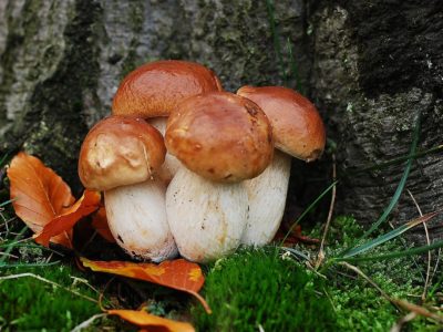 Top départ pour la cueillette des cèpes