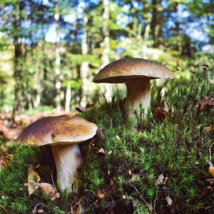 Top départ pour la cueillette des cèpes