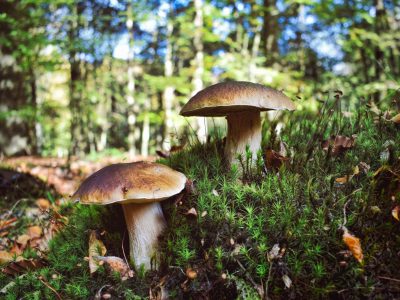 Les spécialités Médocaines à goûter absolument