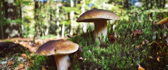 Top départ pour la cueillette des cèpes
