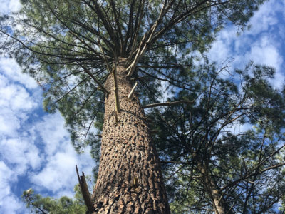 Le Parc naturel régional Médoc a un an