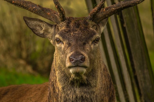 Brame du cerf
