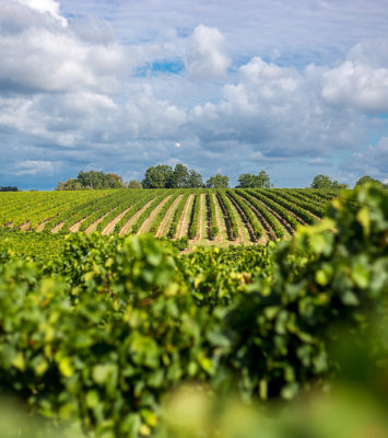 Les fameux vins de Bordeaux