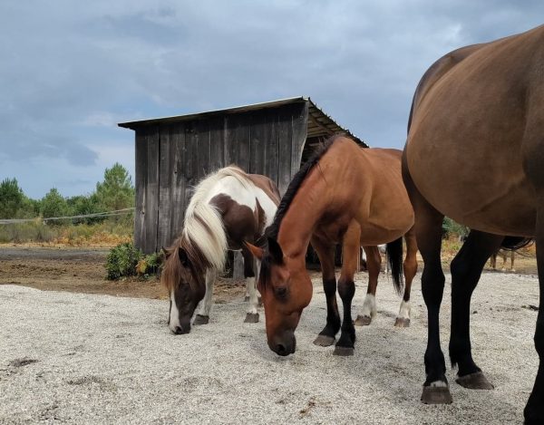 3 chevaux dans une carrière