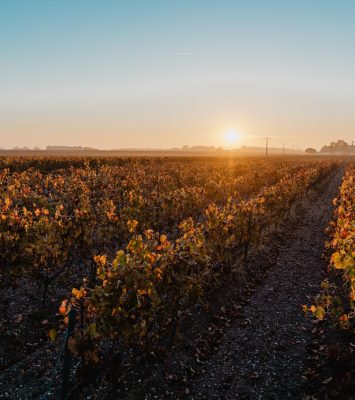 Châteaux viticoles dans le Médoc