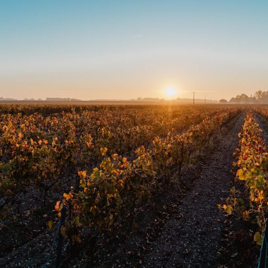 Châteaux viticoles dans le Médoc