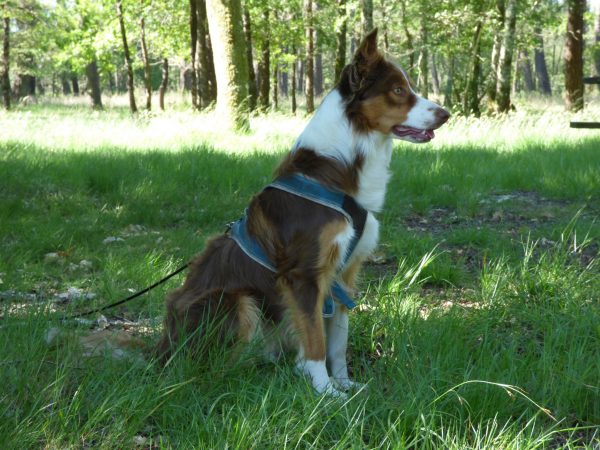 Balade chien Médoc