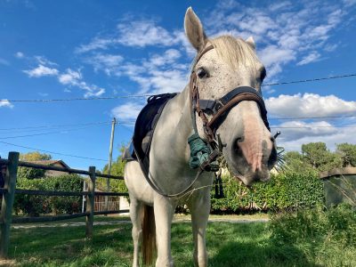 Une randonnée cheval et vin à une heure de Bordeaux