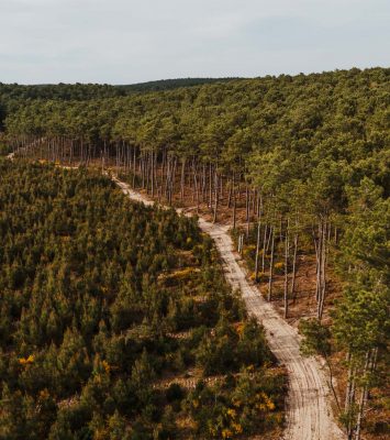 La forêt de pins du Médoc