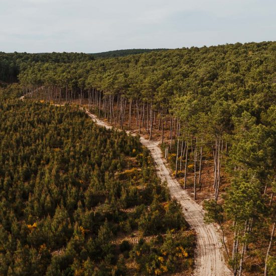 La forêt de pins du Médoc