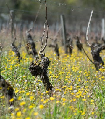 Vignobles de Médoc plein Sud