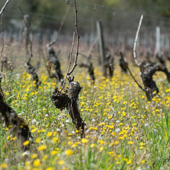 Vignobles de Médoc plein Sud