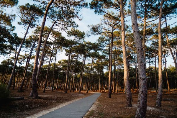 Piste cyclable en forêt