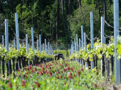 Découverte de l’agroforesterie avec le Château Anthonic