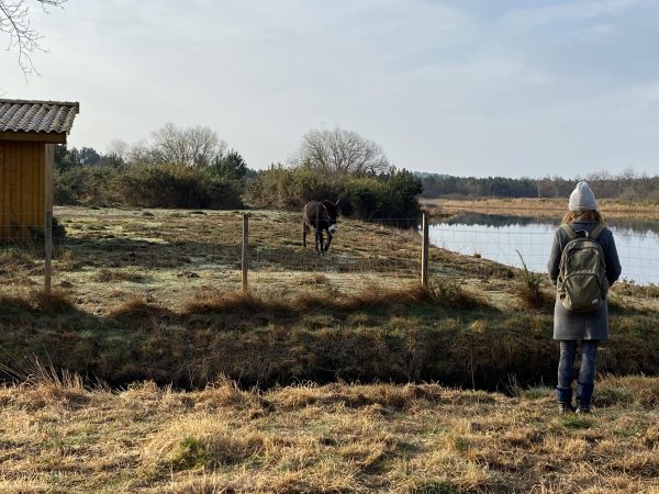 Etang Langouarde