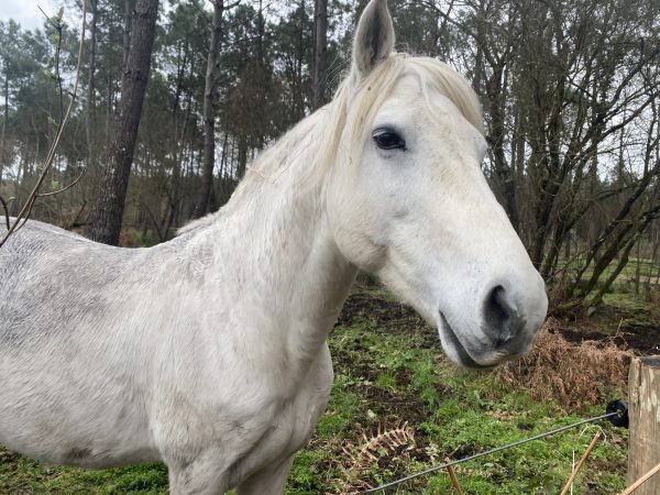 Shalymar, un des poneys Connemaras reproducteurs de la ferme