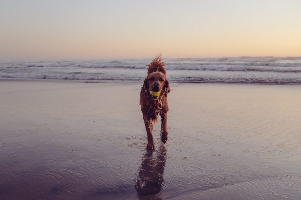 chien dos à l'océan coucher de soleil