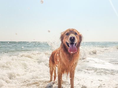 Les plages où les chiens sont acceptés dans le Médoc