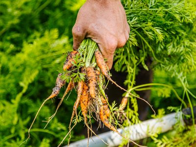 Les jardins partagés de Médoc plein Sud