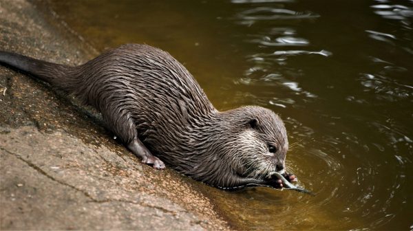loutre d'europe près d'un ruisseau