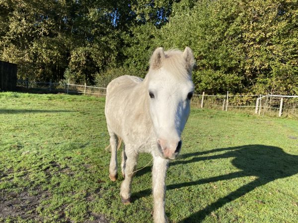 poney shetland blanc