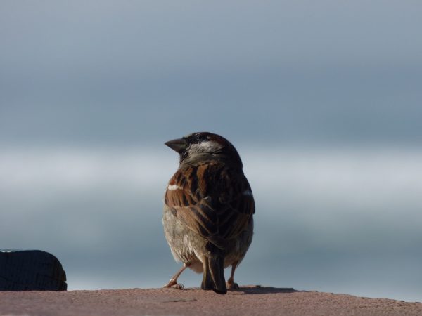 observation des oiseaux médoc le porge océan