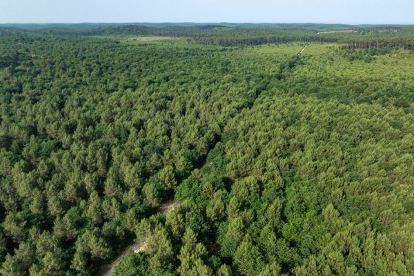 forêt de pins des landes le porge vue drone
