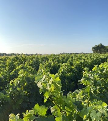 Vignobles de Médoc plein Sud