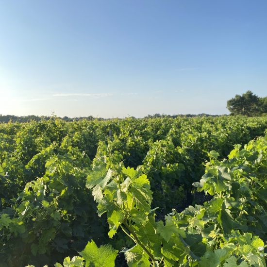 Vignobles de Médoc plein Sud