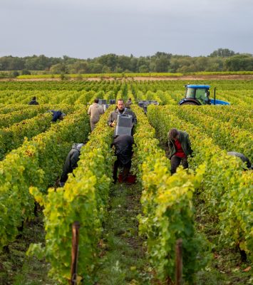 Vignobles de Médoc plein Sud