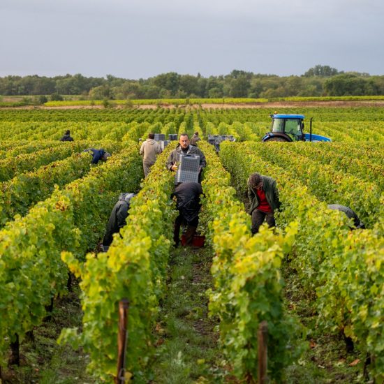 Vignobles de Médoc plein Sud