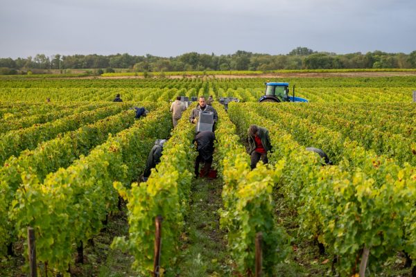 Allées de rang de vigne à Listrac dans le Médoc