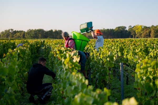 Vendangeurs dans les vignes du Médoc à Listrac-Médoc