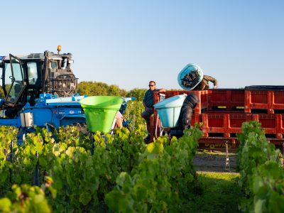 J’ai testé une journée de vendanges !