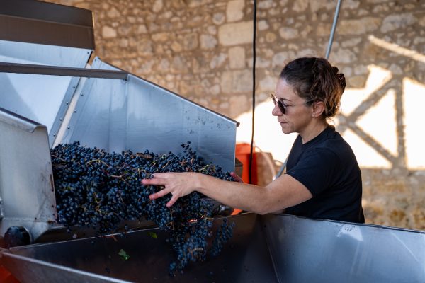 Vendangeuse dans les vignes du Médoc à Listrac-Médoc