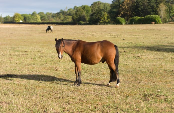 Cheval