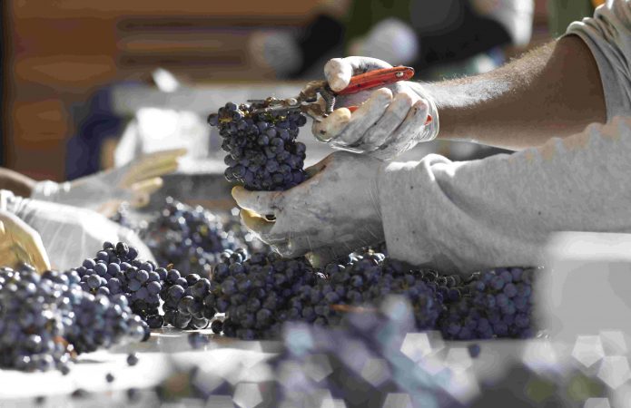Châteaux Branas et Granins Grand Poujeaux Moulis en Medoc (5)