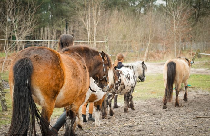 Les Ecuries de Landriole