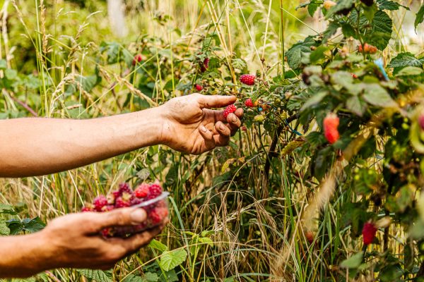 Mains ramassant des framboises