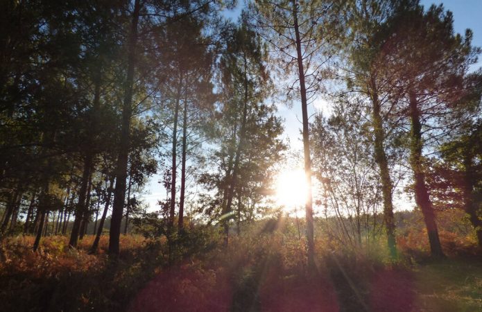 Foret Le Porge vers ancinne voie ferrée