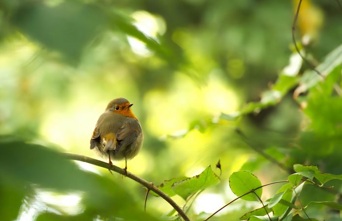 oiseaux lpo