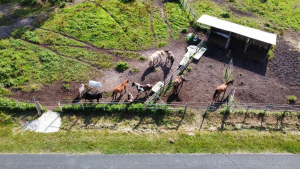 Ferme pédagogique à coeur et à crins
