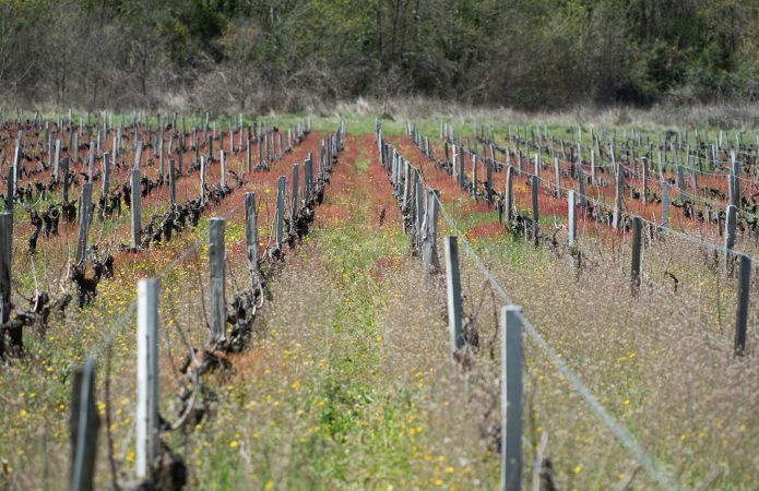 vignes Julie Warnier